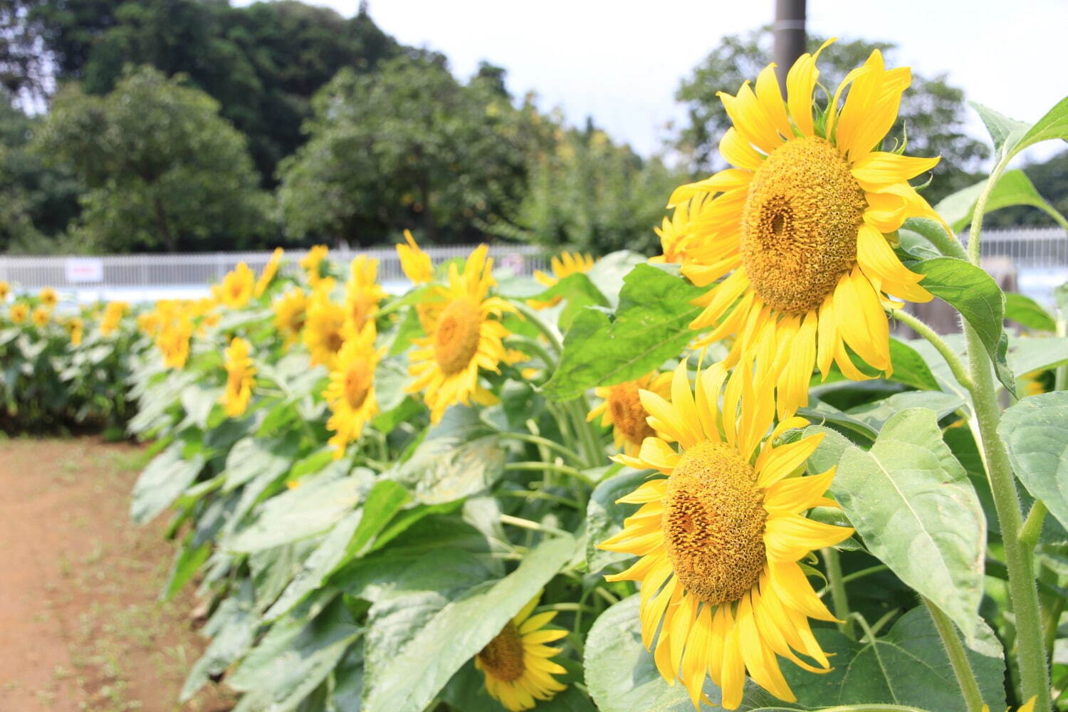 約8万本のひまわり×風車の絶景が楽しめる「サマーウィーク」千葉県・あけぼの山農業公園で｜写真6