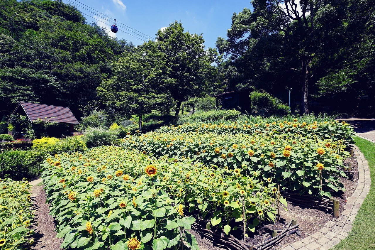 神戸布引ハーブ園／ロープウェイ「ひまわり畑」夏のひまわり＆爽やかに香るレモングラスなど見頃に｜写真4