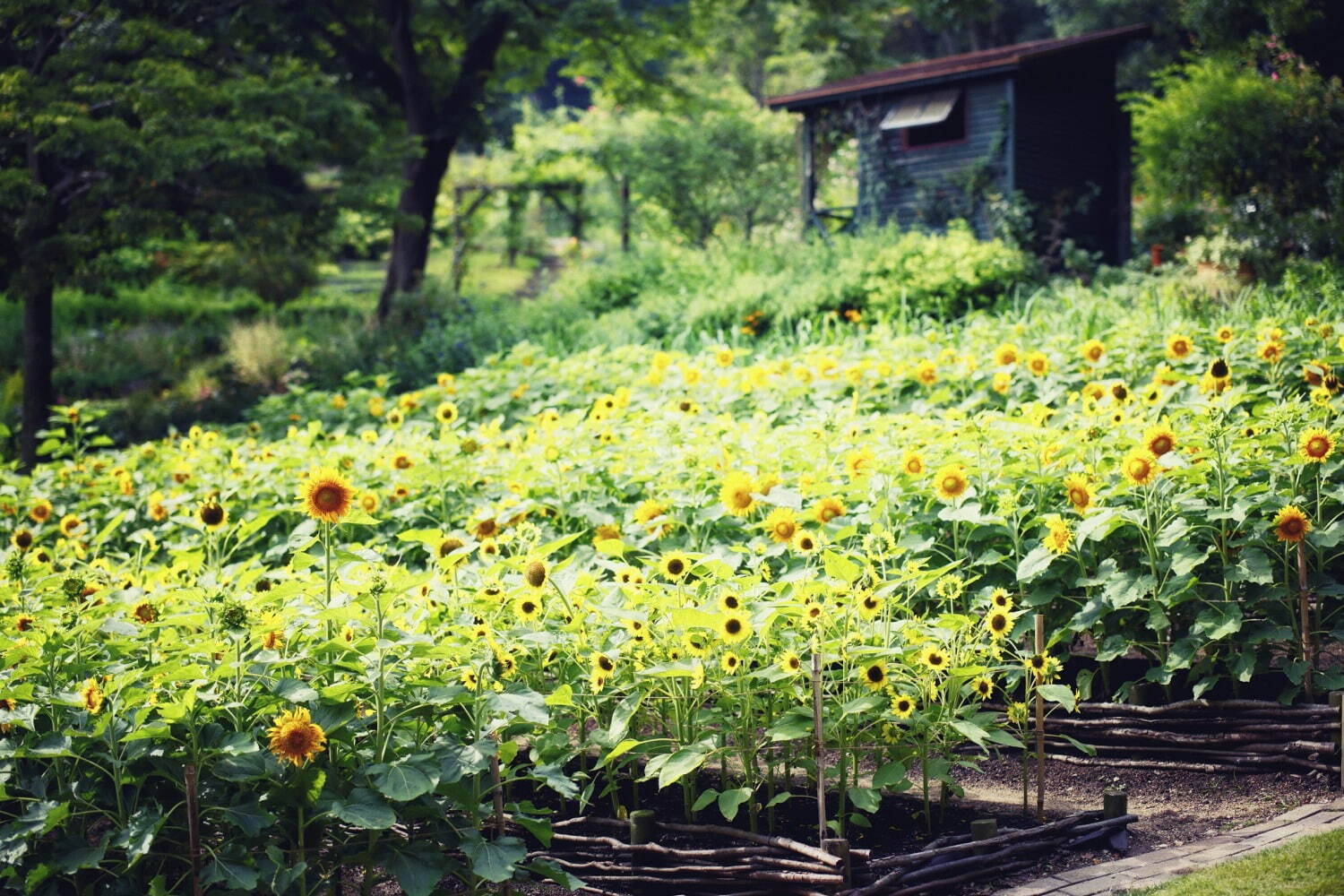 神戸布引ハーブ園／ロープウェイ「ひまわり畑」夏のひまわり＆爽やかに