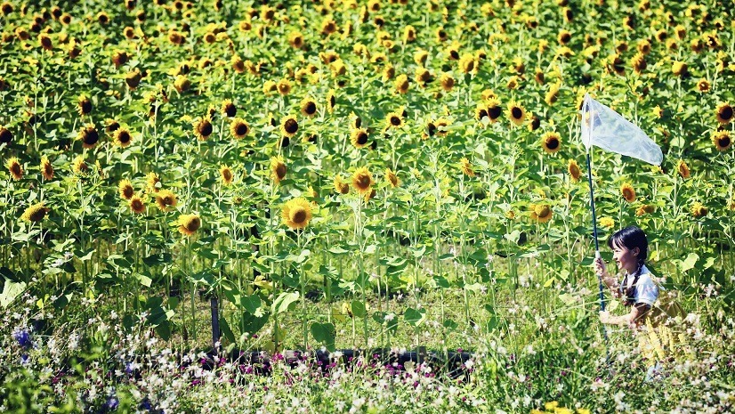 神戸布引ハーブ園／ロープウェイ「ひまわり畑」夏のひまわり＆爽やかに香るレモングラスなど見頃に｜写真16