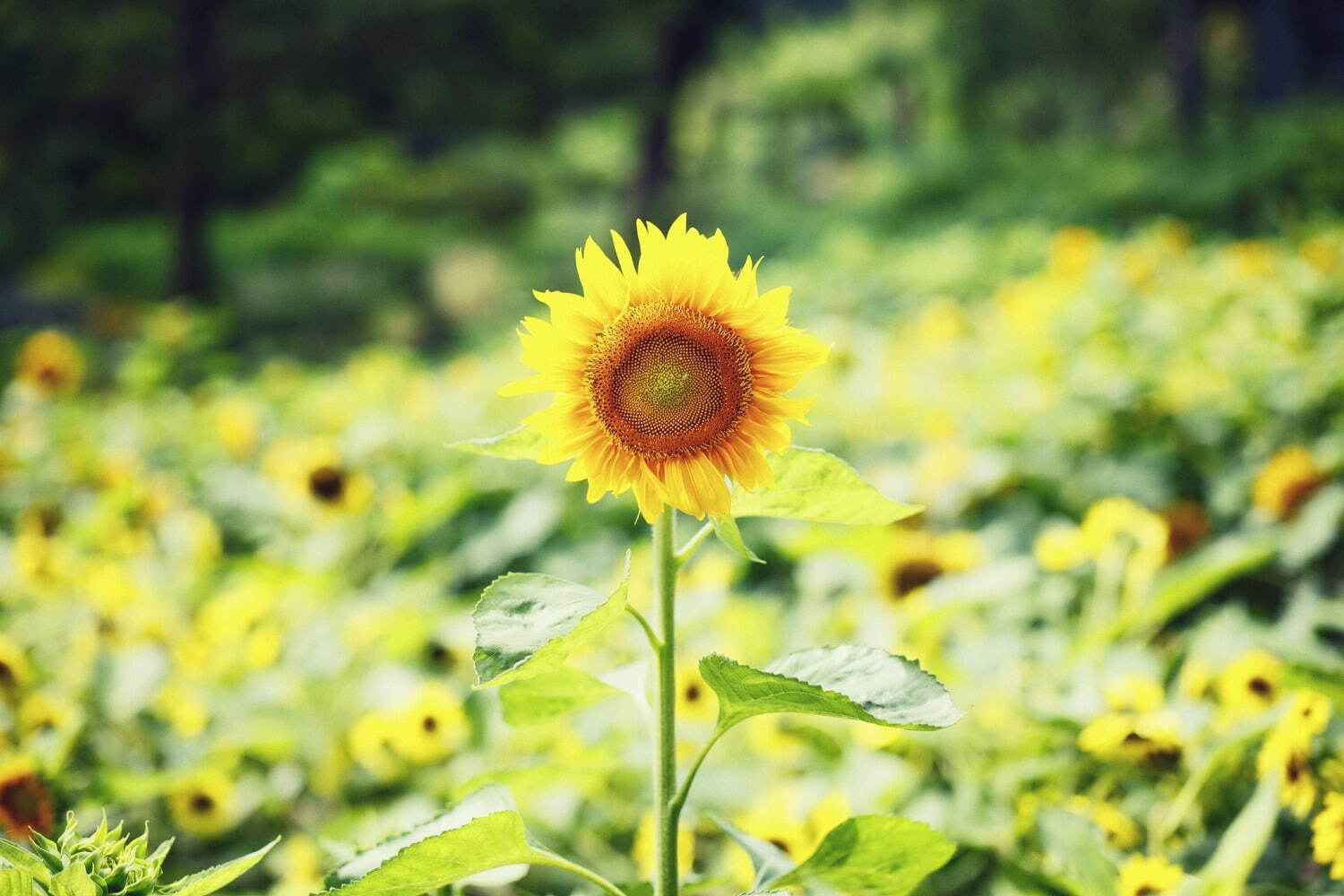 神戸布引ハーブ園／ロープウェイ「ひまわり畑」夏のひまわり＆爽やかに香るレモングラスなど見頃に｜写真5