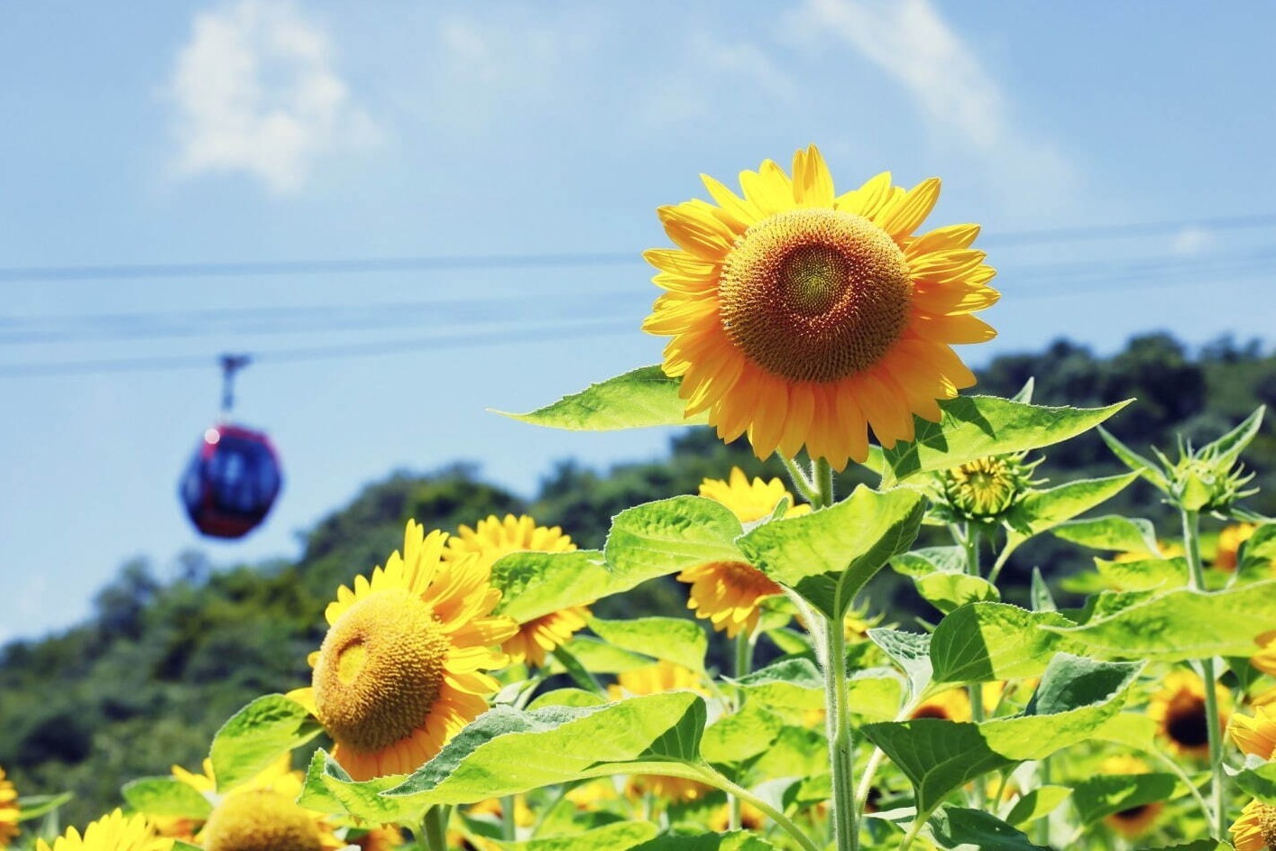 神戸布引ハーブ園／ロープウェイ「ひまわり畑」夏のひまわり＆爽やかに