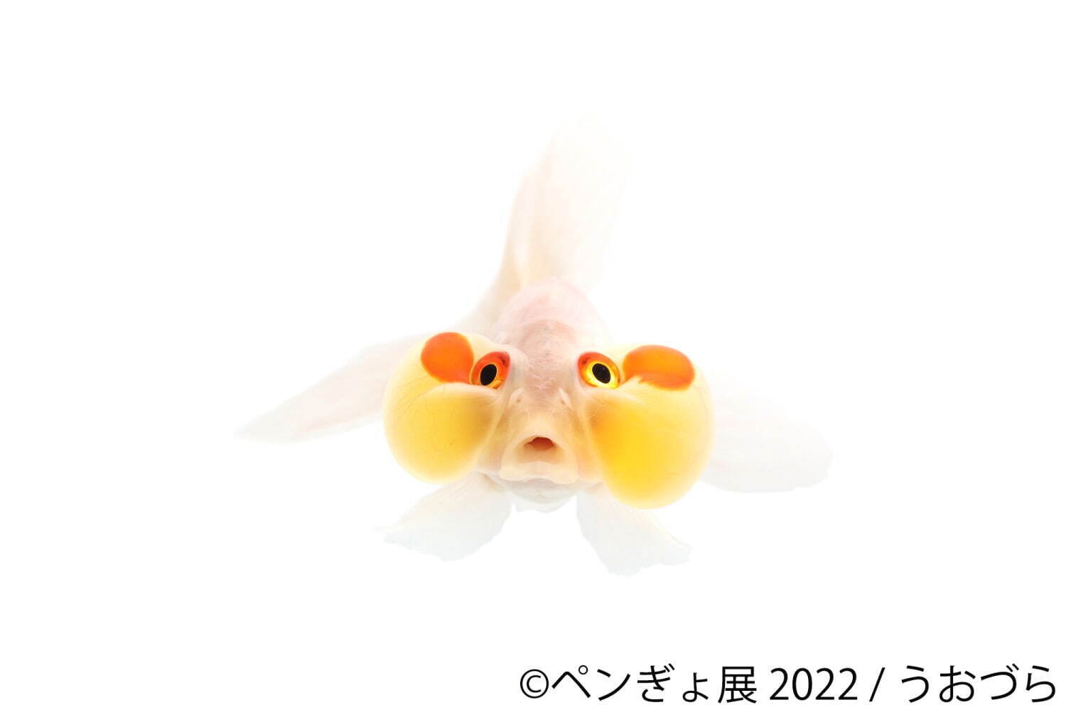 「ペンぎょ展 2022」”ペンギン＆金魚”主役の写真展が福岡初上陸、限定グッズも｜写真10