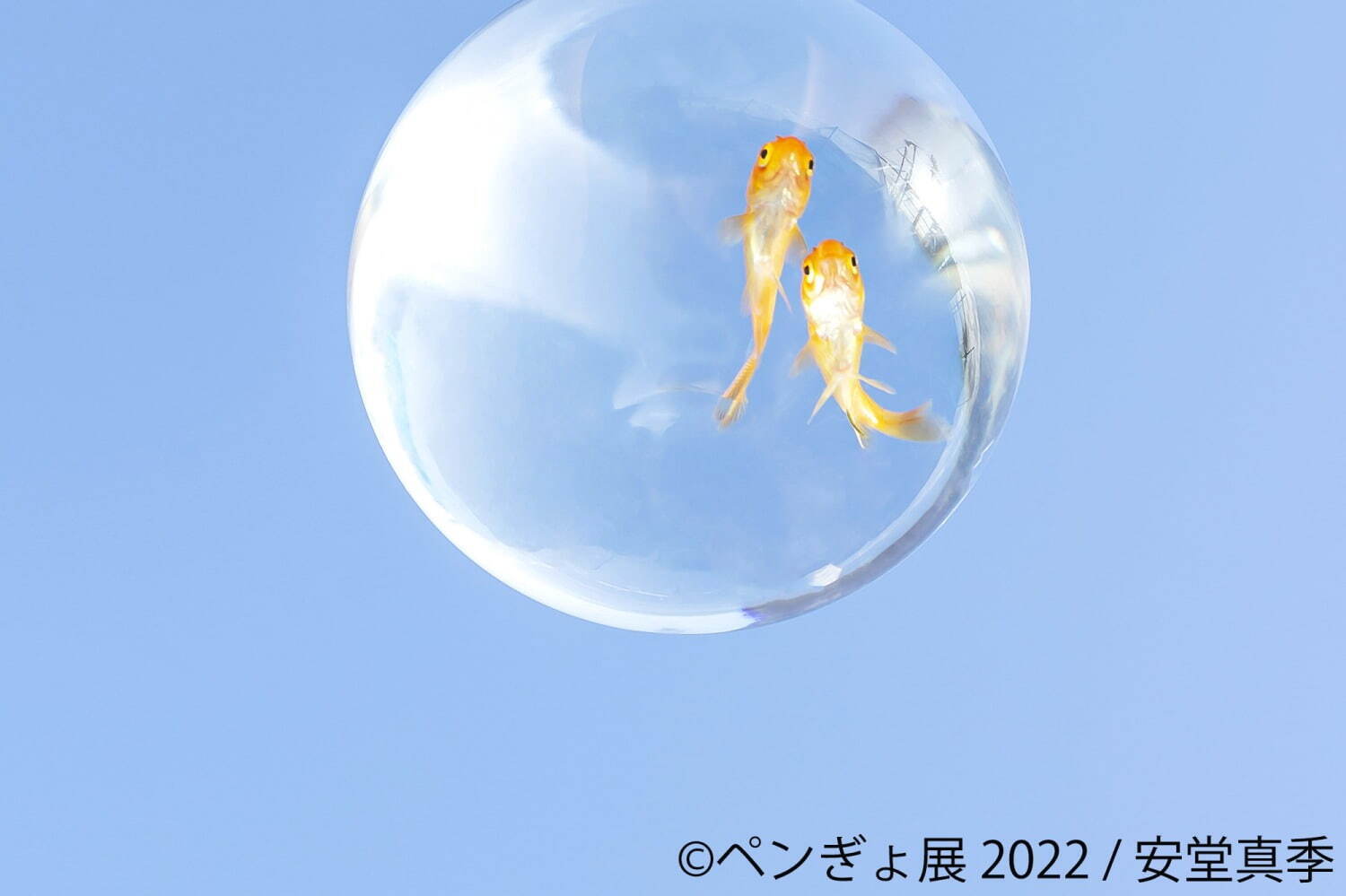 「ペンぎょ展 2022」”ペンギン＆金魚”主役の写真展が福岡初上陸、限定グッズも｜写真9