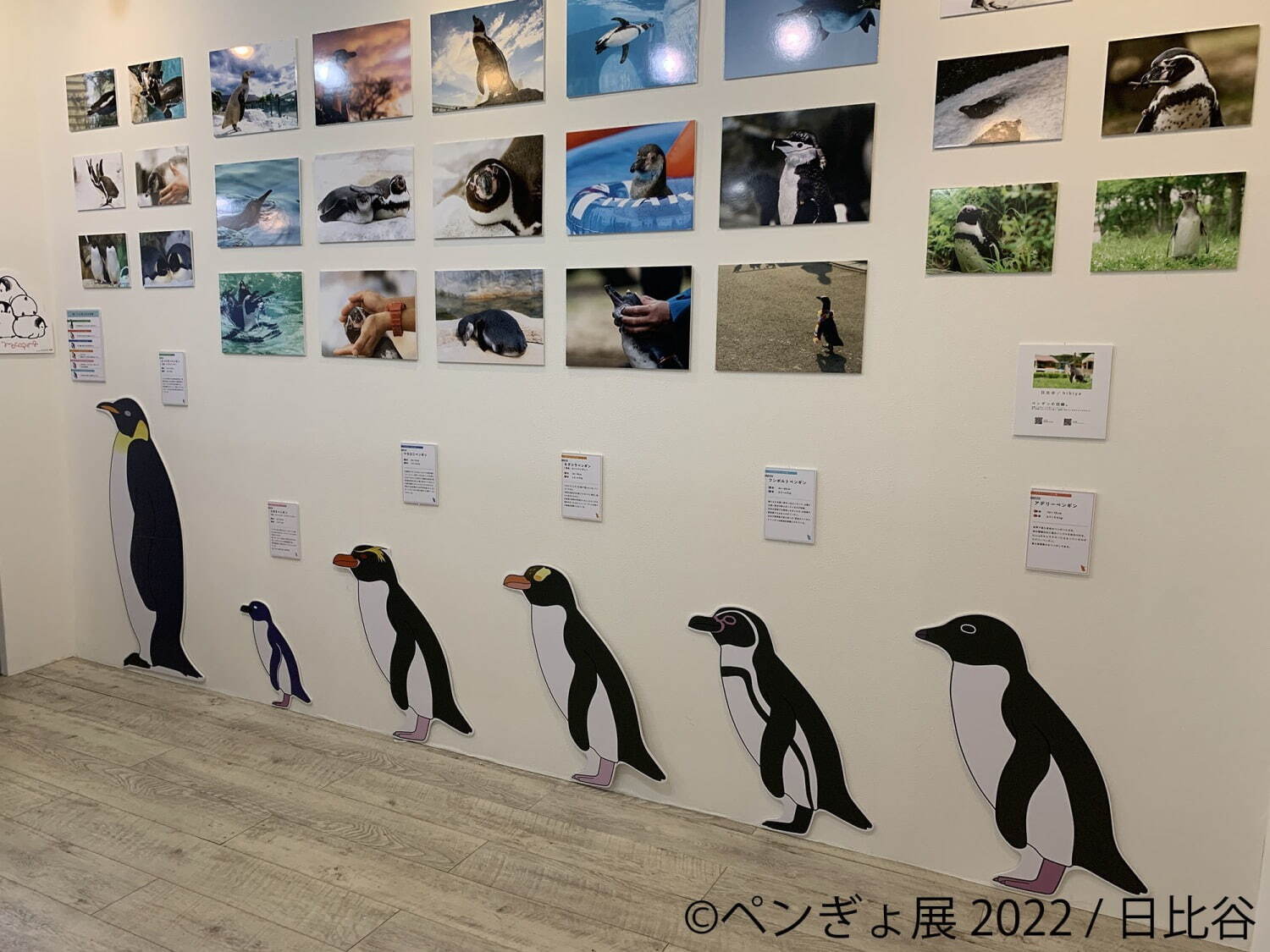 「ペンぎょ展 2022」”ペンギン＆金魚”主役の写真展が福岡初上陸、限定グッズも｜写真18