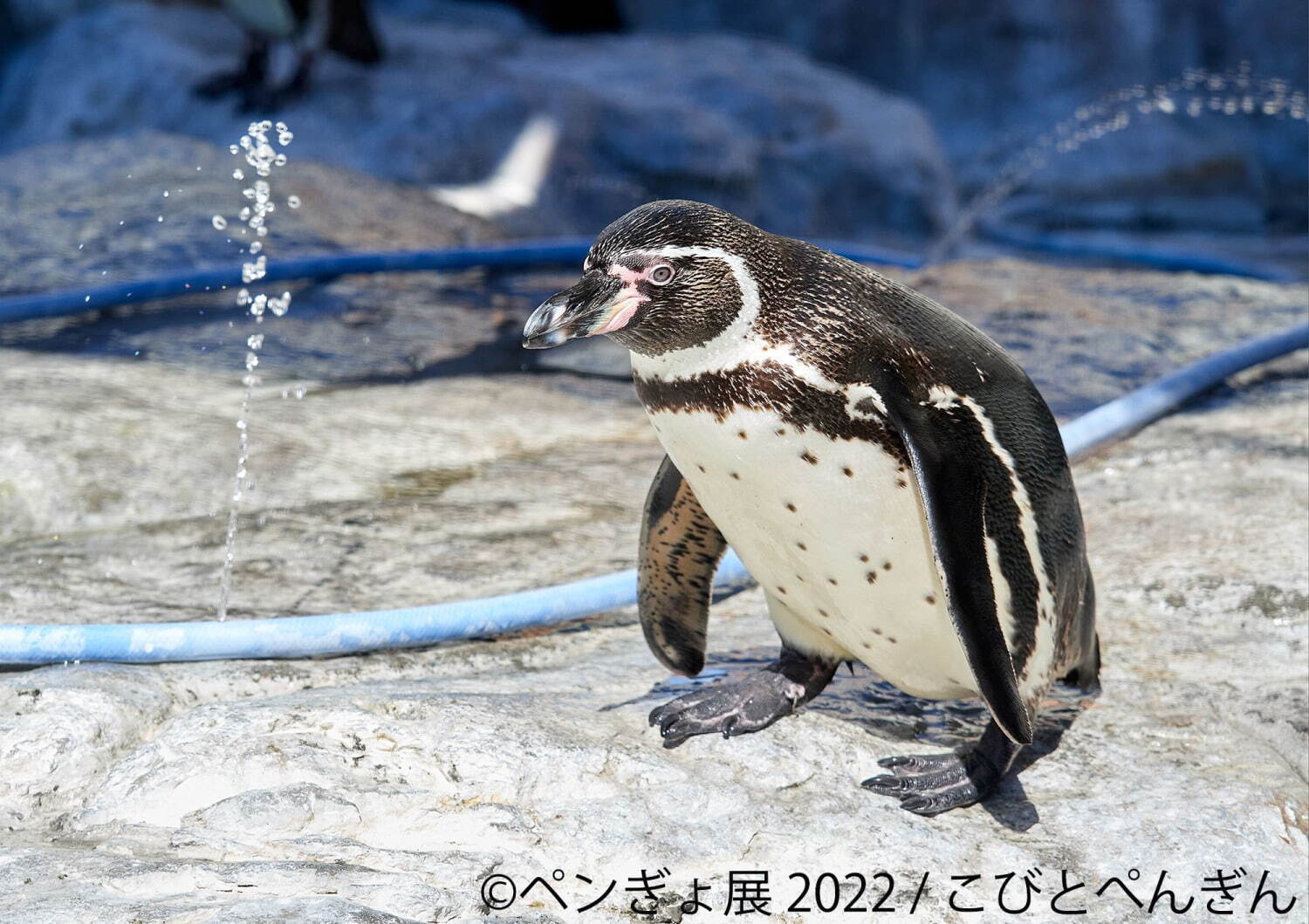 「ペンぎょ展 2022」”ペンギン＆金魚”主役の写真展が福岡初上陸、限定グッズも｜写真4