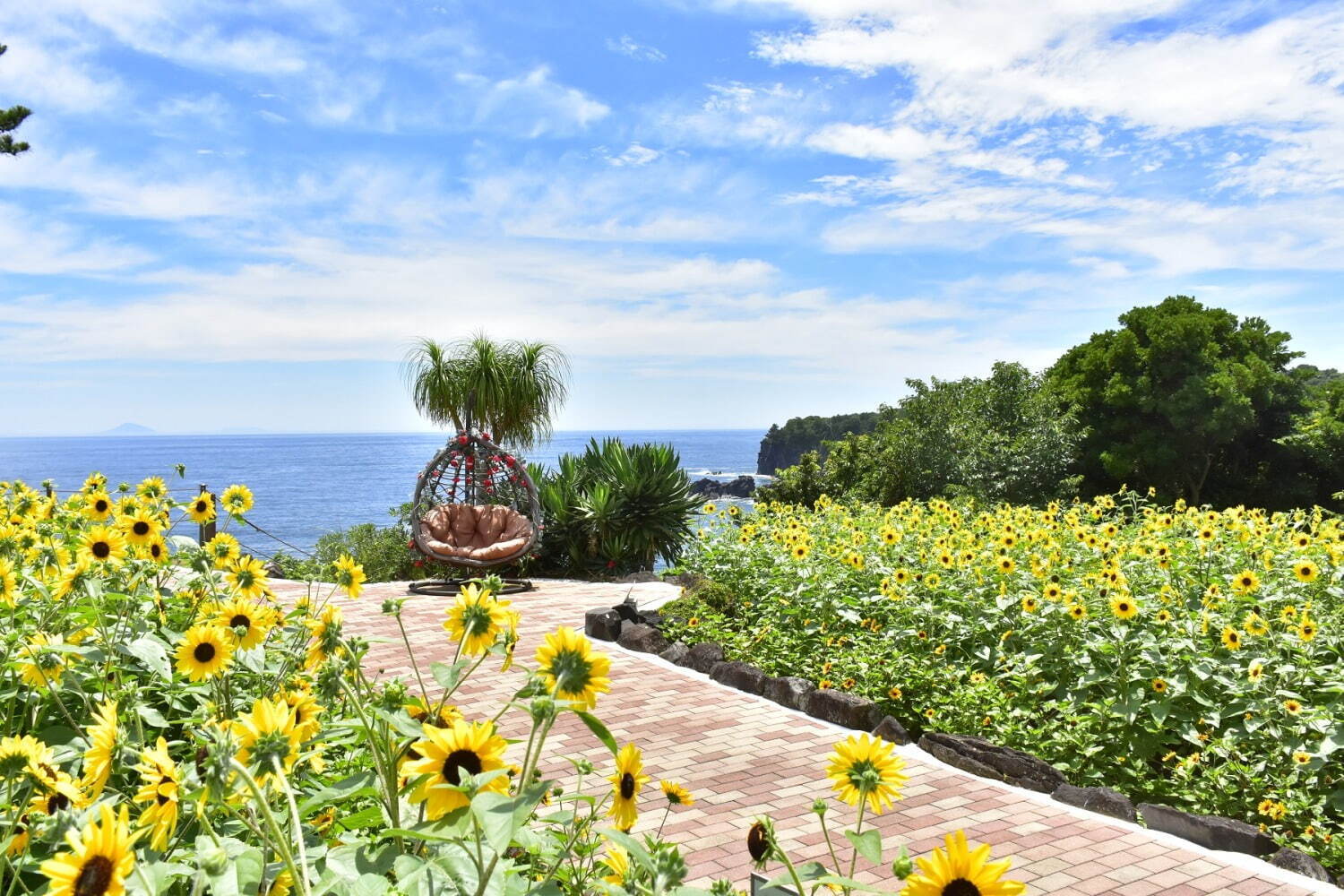 伊豆・城ヶ崎海岸のフラワーガーデンで“1,000株以上のヒマワリ”が見頃に、海×花畑の絶景ガーデン - ファッションプレス