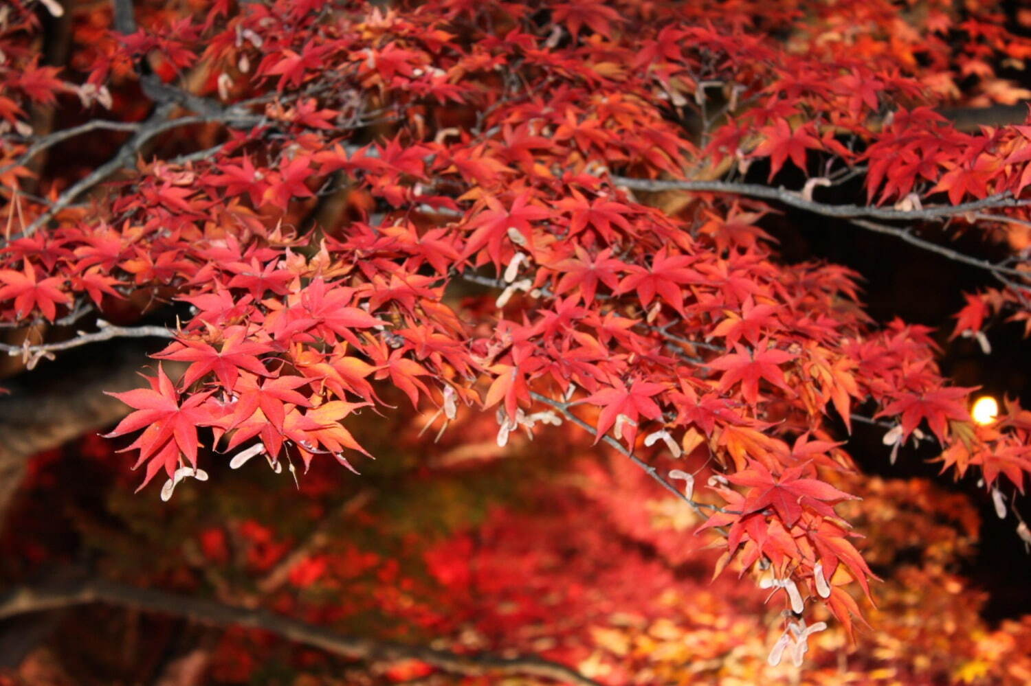 「弘前城菊と紅葉まつり」青森・弘前公園で、計3,600本の紅葉ライトアップで古城の秋を演出｜写真1