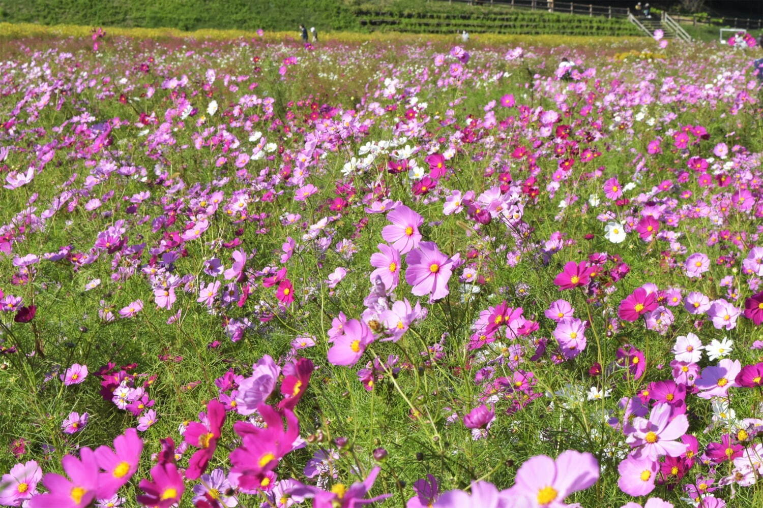 横須賀市くりはま花の国「コスモスまつり」約100万本のコスモスが開花、入場無料＆24時間開園｜写真4