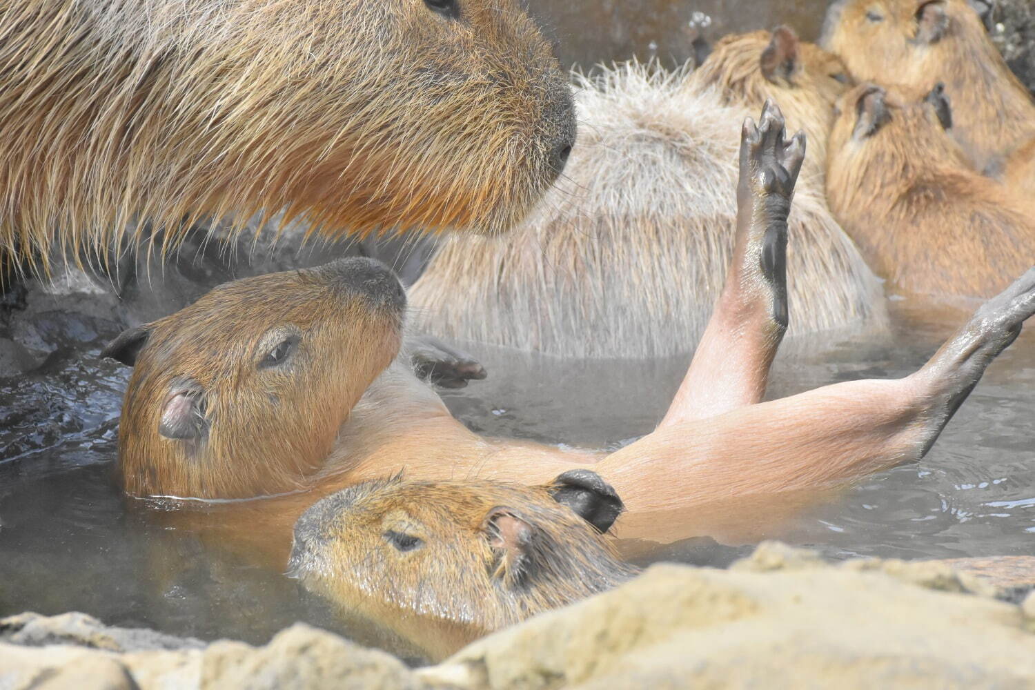 「元祖カピバラの露天風呂」伊豆シャボテン動物公園で、“風呂好きカピバラ”40周年記念グッズも｜写真6