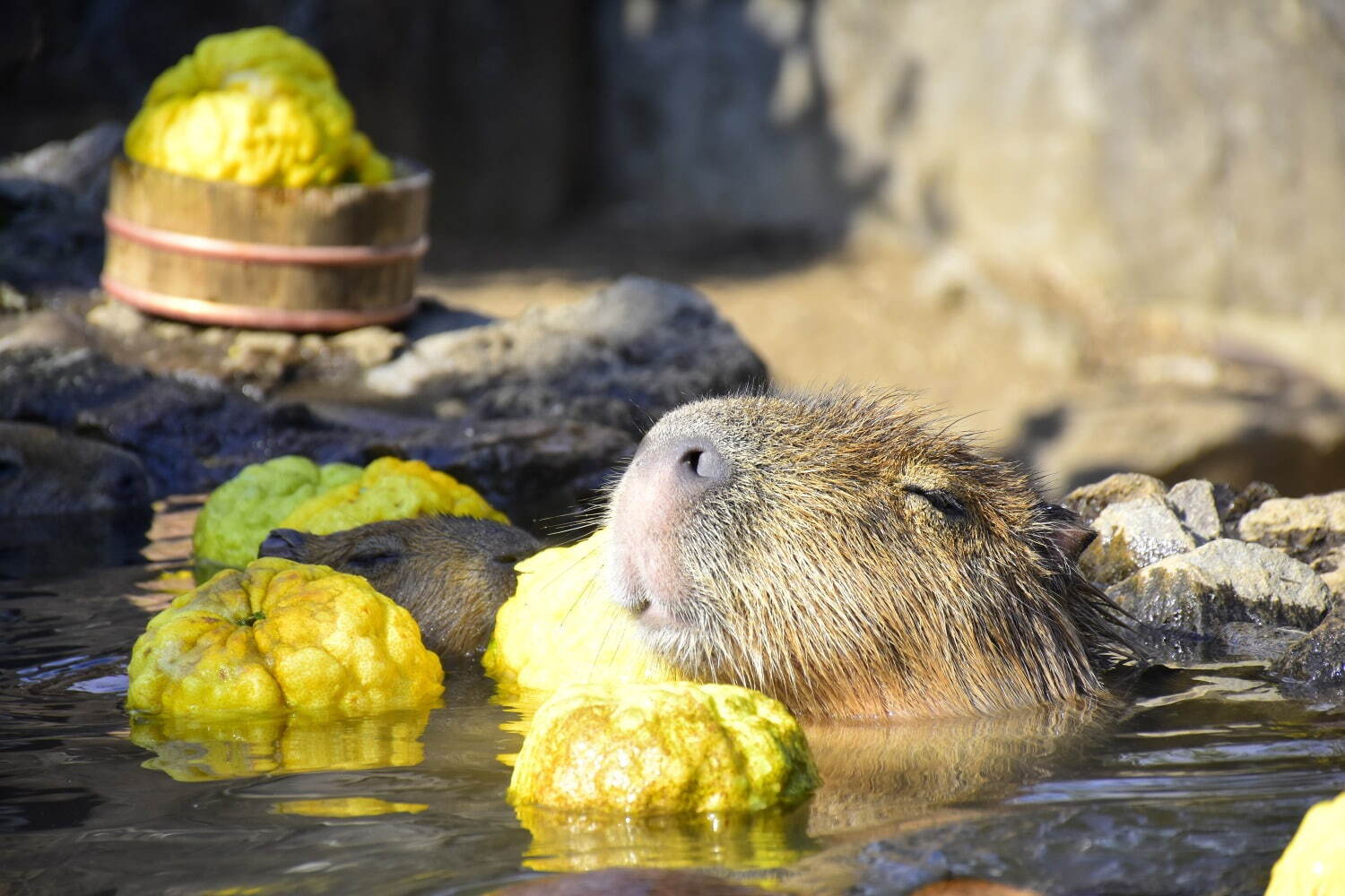 「元祖カピバラの露天風呂」伊豆シャボテン動物公園で、“風呂好きカピバラ”40周年記念グッズも｜写真7