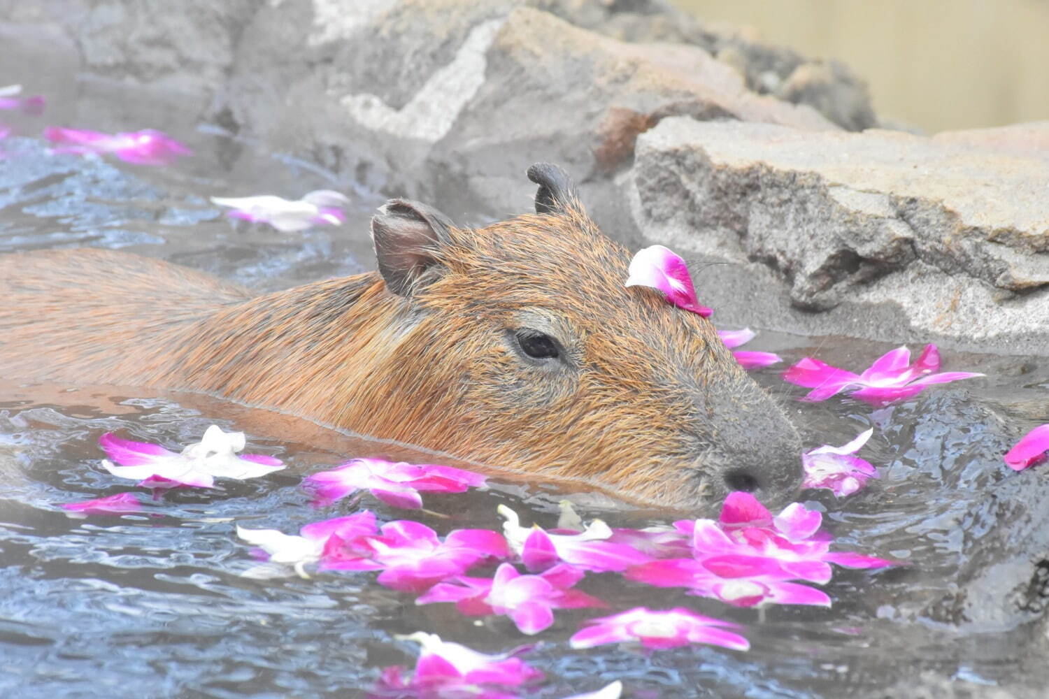 「元祖カピバラの露天風呂」伊豆シャボテン動物公園で、“風呂好きカピバラ”40周年記念グッズも｜写真2