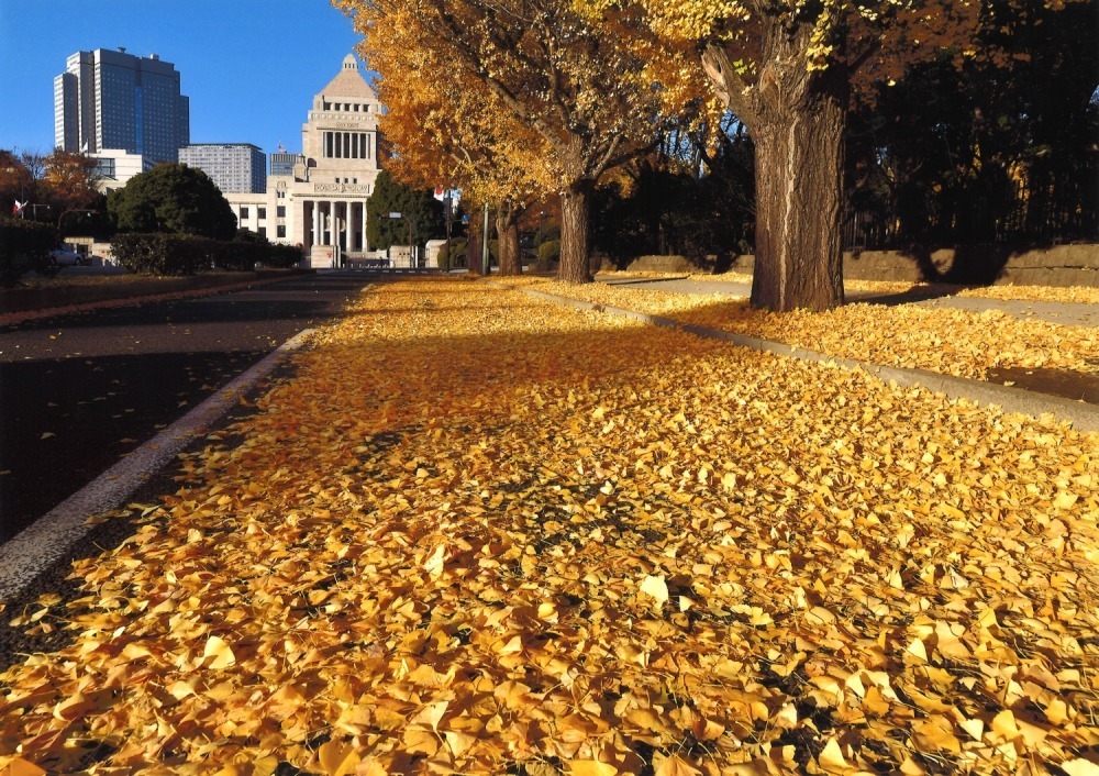 東京千代田区「おすすめ紅葉スポット」イチョウ＆モミジが染まる日比谷公園など紅葉の名所6選｜写真3