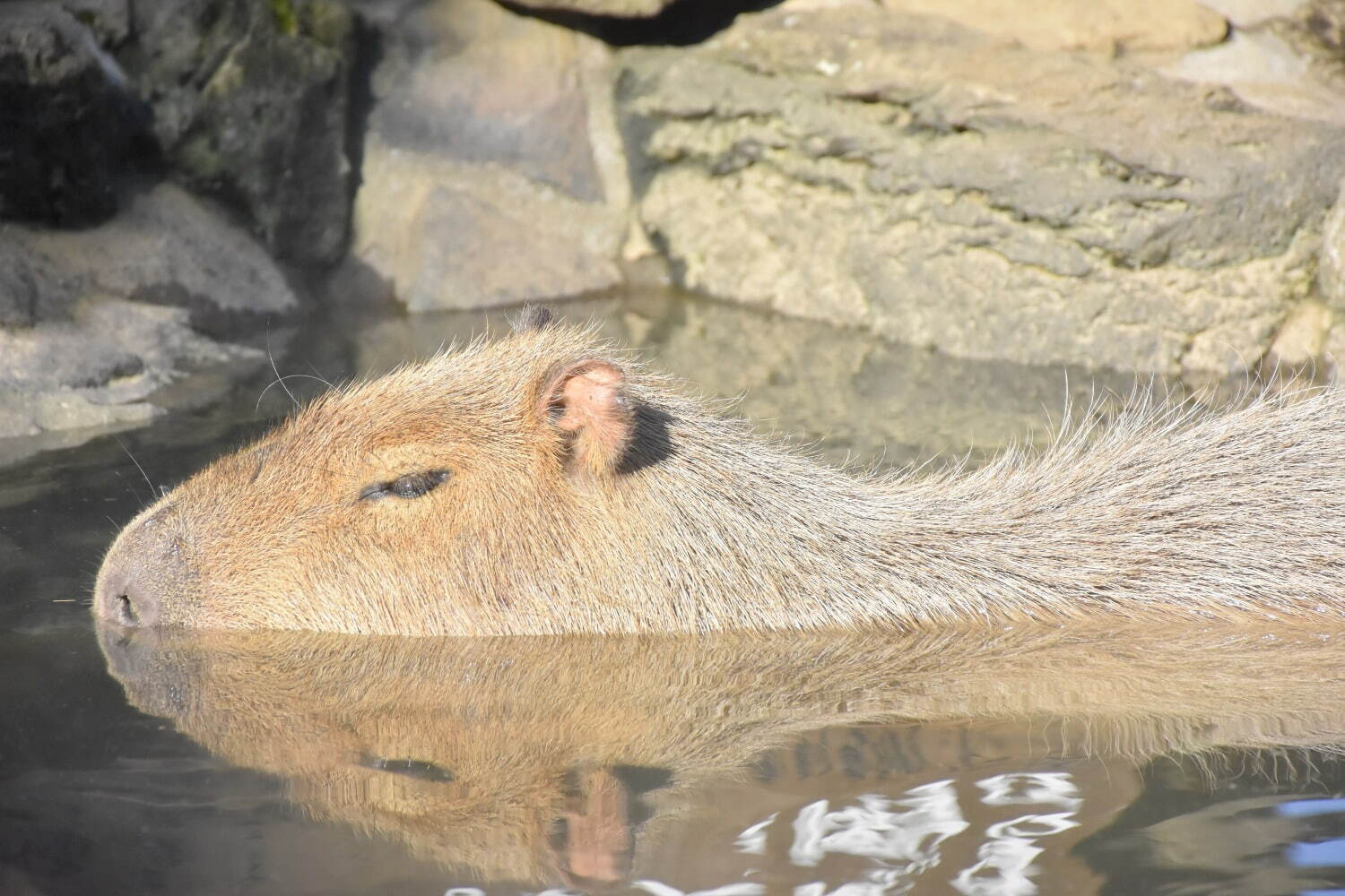 「カピバラの長風呂対決」伊豆・那須など全5園で、代表カピバラの“長風呂タイム”を競う｜写真7