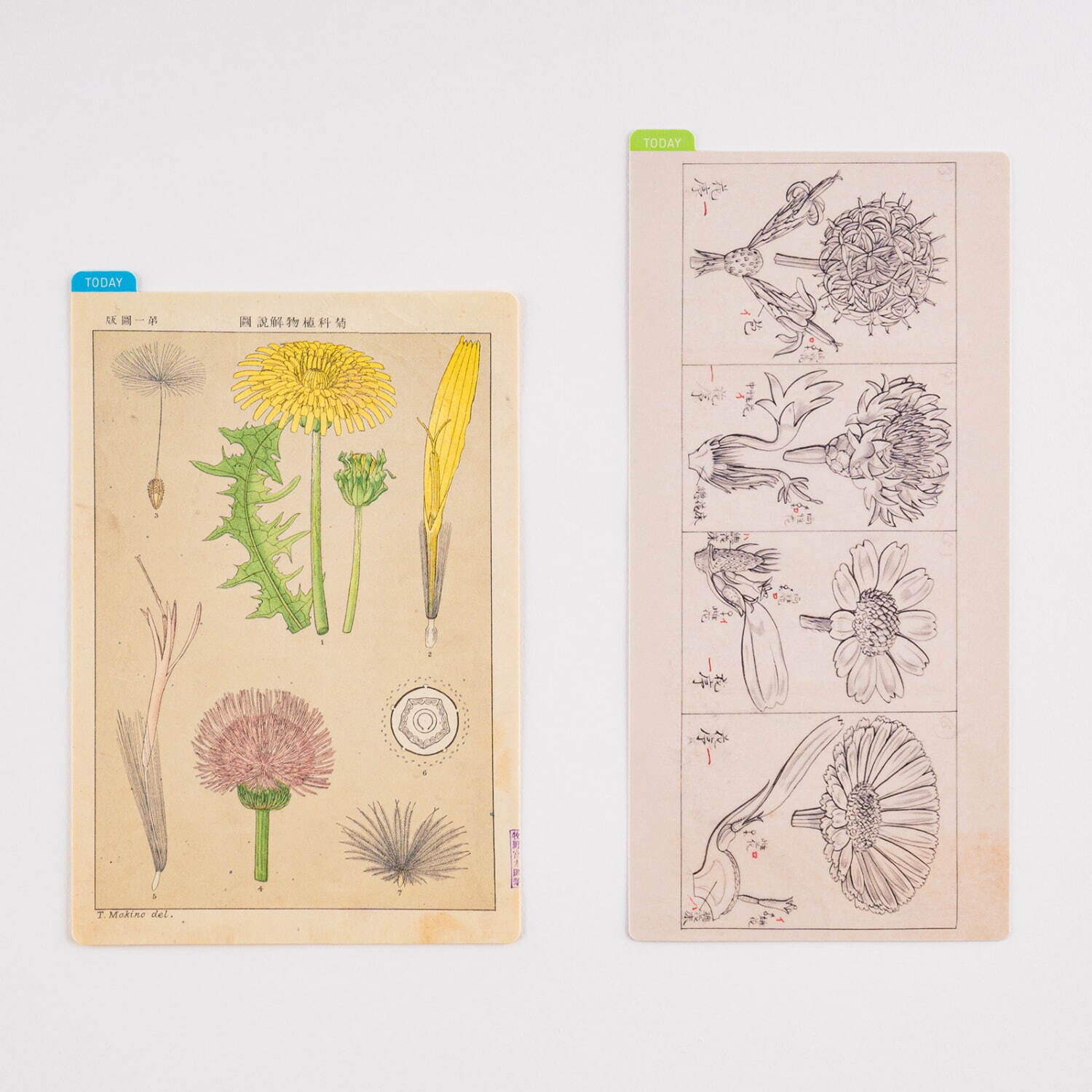 ほぼ日手帳2023」4月はじまりの新作、植物学者・牧野富太郎やミナ