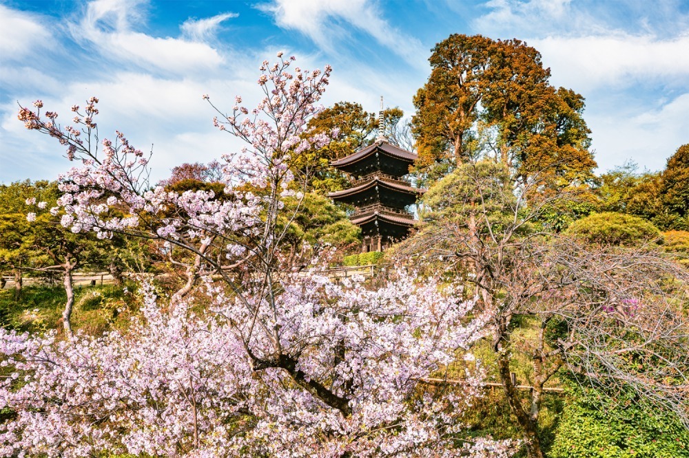 「雲の中の夜桜イブニングハイティー」ホテル椿山荘東京で、桜色パンケーキや肉厚ローストビーフ｜写真9