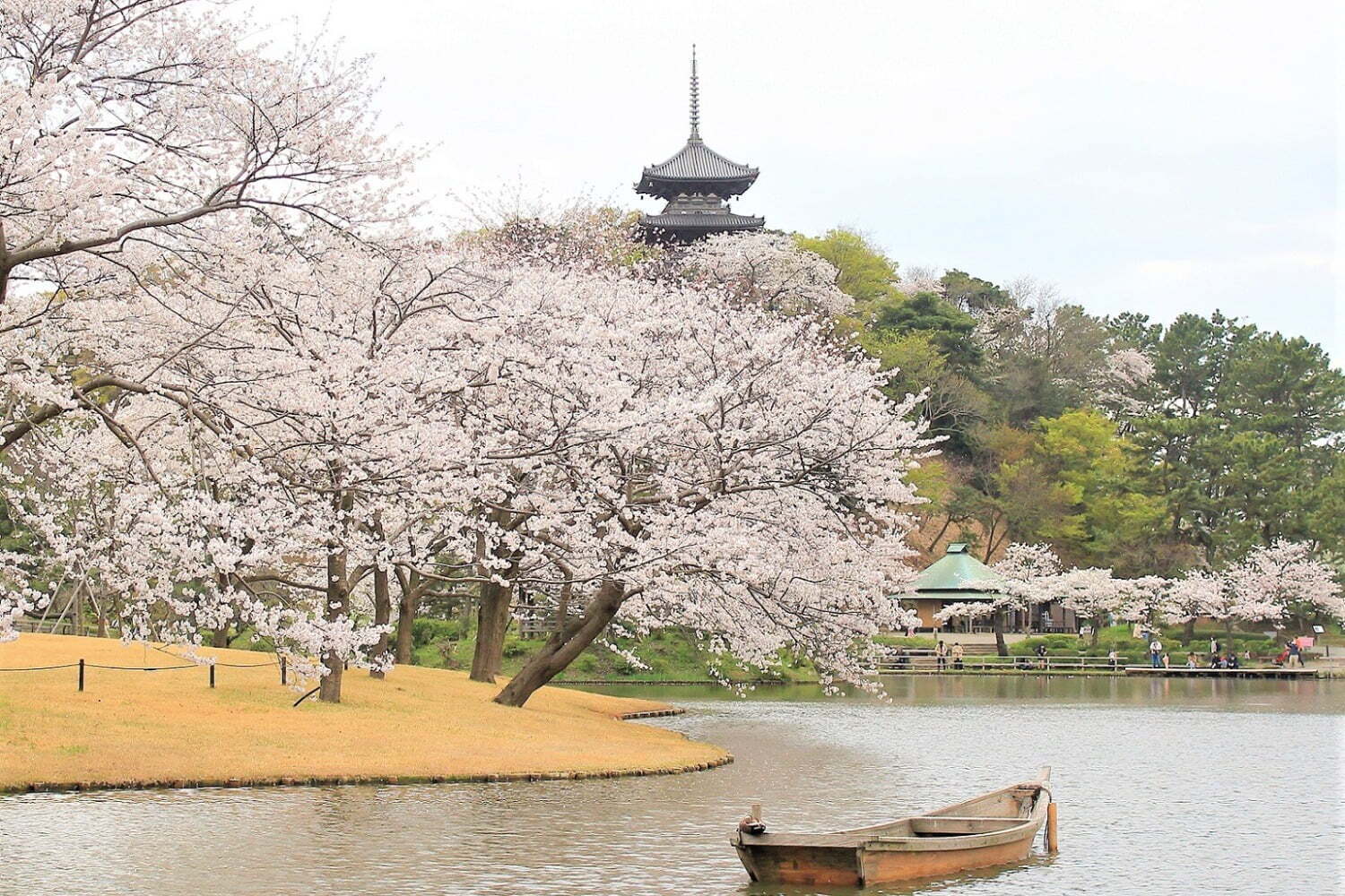 横浜・三渓園「桜めぐり」約250本の桜と歴史的建造物を眺めるお花見